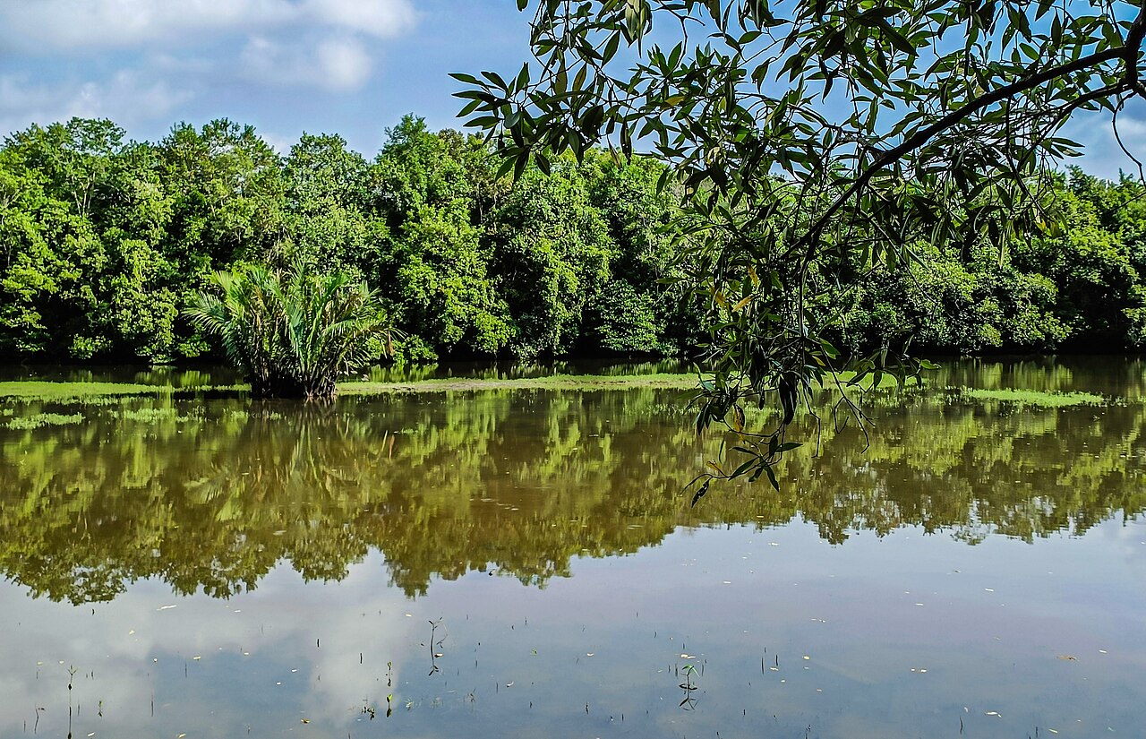 Mangroves at Sungei Buloh Wetland Reserve