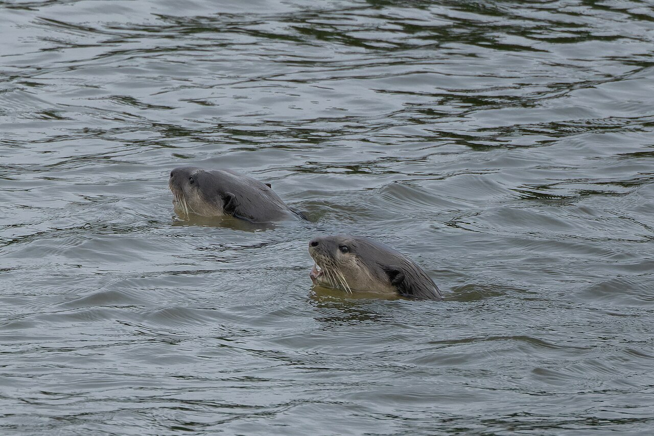 Smooth-coated otters — species reference photograph