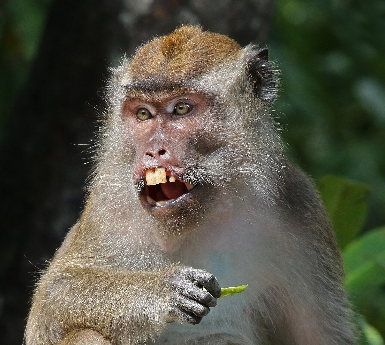 Species reference photograph